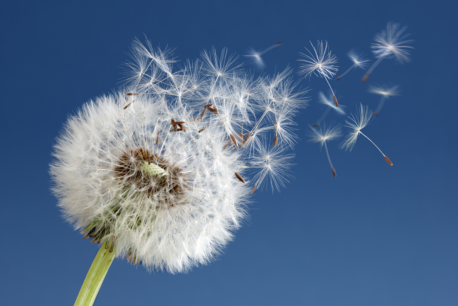 Dandelion with seeds blowing away in the wind across a clear blu